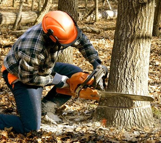 Tree Removal in Clayton, OK